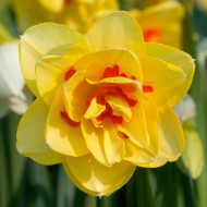 Bulbi narcise Tahiti - Pachet 3 bucați, bulbi MARI Bulbi narcise Tahiti - Pachet 3 bucați, bulbi MARI