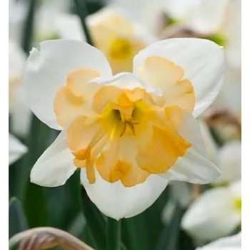 Bulbi narcise Changing Colors - Pachet 3 bucăți Bulbi narcise Changing Colors - Pachet 3 bucăți