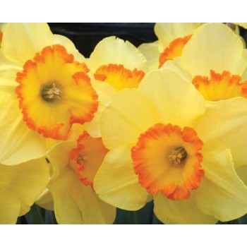 Bulbi narcise Delibes - Pachet 3 bucăți, flori MARI, soi premiat Bulbi narcise Delibes - Pachet 3 bucăți, flori MARI, soi premiat