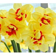 Bulbi narcise Double Fashion - Pachet 3 bucăți