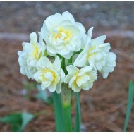 Bulbi narcise Erlicheer - Pachet 3 bucăți Bulbi narcise Erlicheer - Pachet 3 bucăți