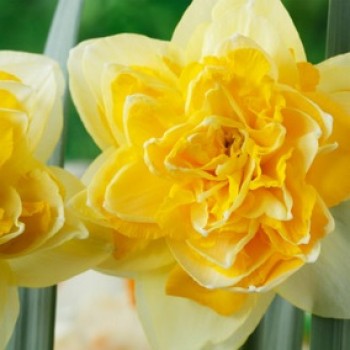 Bulbi narcise Great Leap - Pachet 3 bucăți Bulbi narcise Great Leap - Pachet 3 bucăți