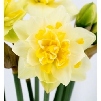 Bulbi narcise Great Leap - Pachet 3 bucăți Bulbi narcise Great Leap - Pachet 3 bucăți