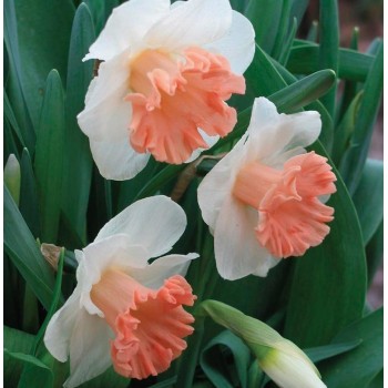 Bulbi narcise Pink Parasol - Pachet 3 bucăți Bulbi narcise Pink Parasol - Pachet 3 bucăți