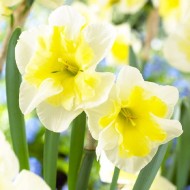 Bulbi narcise Smiling Twin - Pachet 3 bucăți