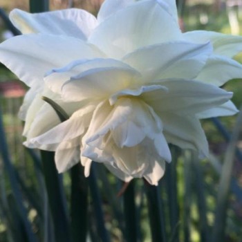 Bulbi narcise Snowball - Pachet 3 bucăți