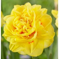 Bulbi narcise Sunny Day - Pachet 3 bucăți