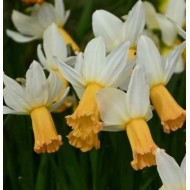 Bulbi narcise Winter Waltz - Pachet 3 bucăți Bulbi narcise Winter Waltz - Pachet 3 bucăți