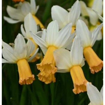 Bulbi narcise Winter Waltz - Pachet 3 bucăți Bulbi narcise Winter Waltz - Pachet 3 bucăți