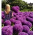 Bulbi allium Globemaster - 1 bucată !!! flori uriase, 20 - 25 cm!