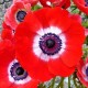 Bulbi anemone Hollandia - Pachet 10 bucăți