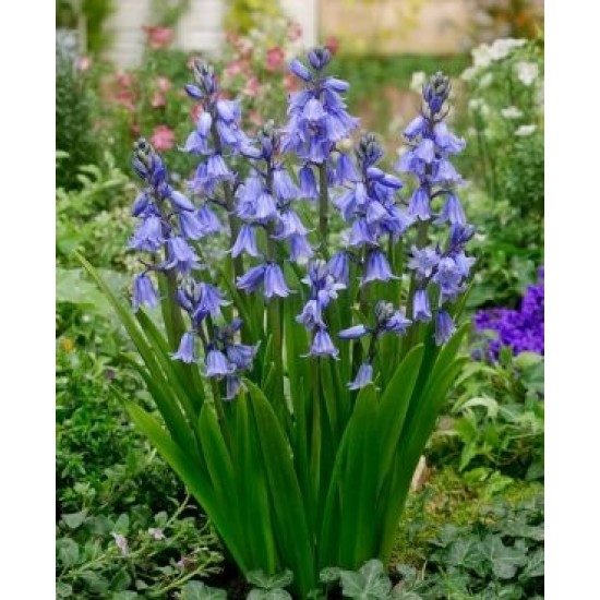 Bulbi hyacinthoides hispanica BLUE (zambile spaniole) - Pachet 10 bucăți