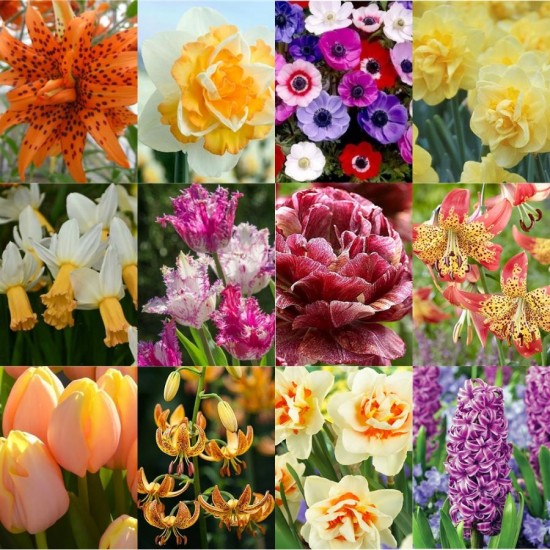 Pachet 39 bulbi „Bucuria Gradinii”, ambalati si etichetati separat, 12 soiuri diferite, exact cele din poza Pachet 39 bulbi „Bucuria Gradinii”, ambalati si etichetati separat, 12 soiuri diferite, exact cele din poza