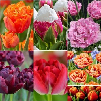 Pachet 26 bulbi „Dansul lalelelor”, ambalati si etichetati separat, 6 soiuri diferite, exact cele din poza