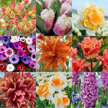 Pachet 32 bulbi „Gradina Magica”, ambalati si etichetati separat, 9 soiuri diferite, exact cele din poza Pachet 32 bulbi „Gradina Magica”, ambalati si etichetati separat, 9 soiuri diferite, exact cele din poza