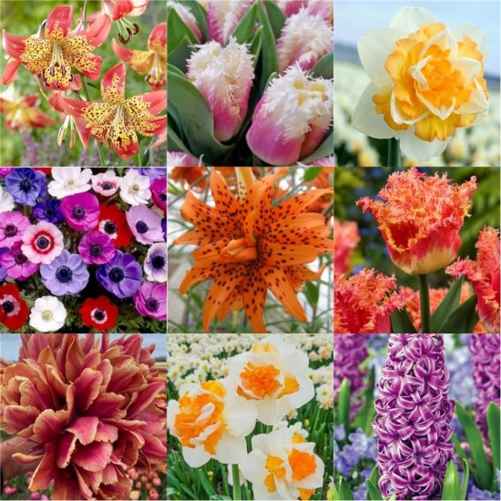 Pachet 32 bulbi „Gradina Magica”, ambalati si etichetati separat, 9 soiuri diferite, exact cele din poza Pachet 32 bulbi „Gradina Magica”, ambalati si etichetati separat, 9 soiuri diferite, exact cele din poza