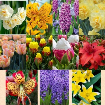 Pachet 42 bulbi “Parfum și Culoare” – Varianta 2 (11 soiuri ambalate separat)