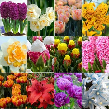 Pachet 61 bulbi “Culorile Naturii”, ambalati si etichetati separat, 12 soiuri diferite, exact cele din poza Pachet 61 bulbi “Culorile Naturii”, ambalati si etichetati separat, 12 soiuri diferite, exact cele din poza