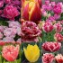 Pachet 41 bulbi „Parada Lalelelor”, ambalati si etichetati separat, 9 soiuri diferite, exact cele din poza