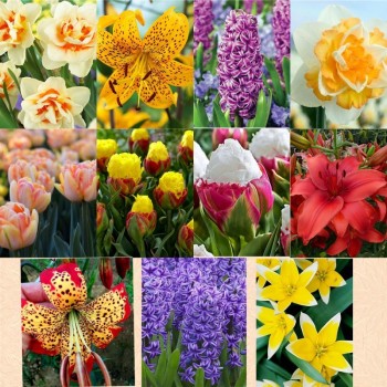 Pachet 42 bulbi “Parfum și Culoare – Mix de Bulbi”, ambalati si etichetati separat, 11 soiuri diferite, exact cele din poza