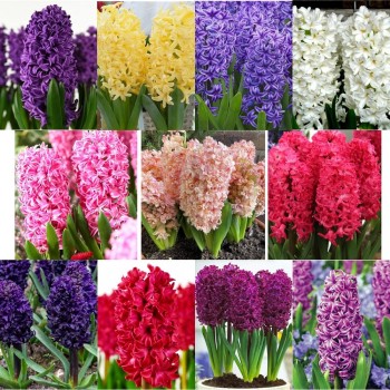 Pachet 32 bulbi zambile “Parfumul Zambilelor”, ambalati si etichetati separat, 11 soiuri diferite, exact cele din poza