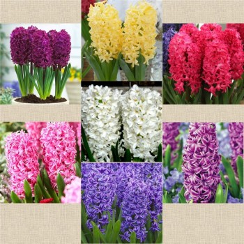 Pachet 30 bulbi “Zambile Multicolore”, ambalati si etichetati separat, soiurile din poza