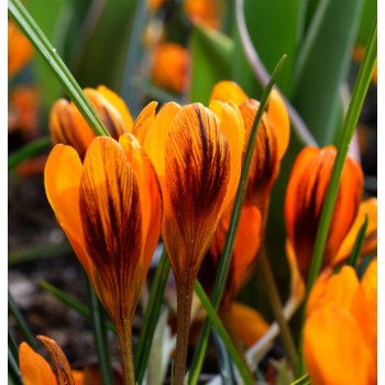 Bulbi crocus Orange Monarch - Pachet 10 bucăți Bulbi crocus Orange Monarch - Pachet 10 bucăți