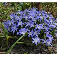Bulbi chionodoxa luciliae - Pachet 10 bucăți