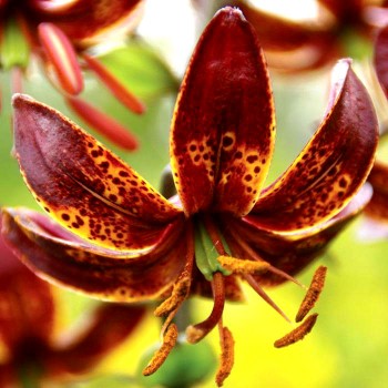 Bulbi crini Claude Shride - 1 bucată Bulbi crini Claude Shride - 1 bucată