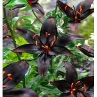 Bulbi crini Nightrider - 1 bucată