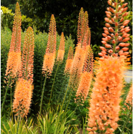 Bulbi eremurus Cleopatra - 1 bucată Bulbi eremurus Cleopatra - 1 bucată