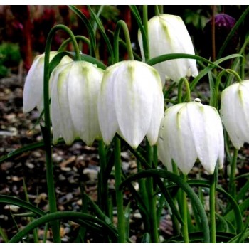 Bulbi fritillaria meleagris ALBA - Pachet 10 bucăți Bulbi fritillaria meleagris ALBA - Pachet 10 bucăți
