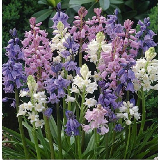 Bulbi hyacinthoides hispanica mix (zambile spaniole) - Pachet 10 bucăți
