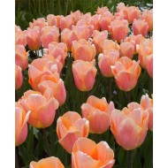 Bulbi lalele Apricot Beauty - Pachet 5 bucăți Bulbi lalele Apricot Beauty - Pachet 5 bucăți