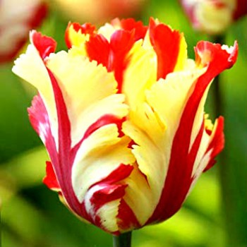 Bulbi lalele Flaming Parrot - Pachet 5 bucăți