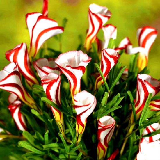 Bulbi oxalis versicolor - Pachet 3 bucăți, bulbi mici (asa este soiul)