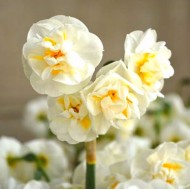 Bulbi narcise Bridal Crown - Pachet 3 bucăți, flori foarte parfumate! Bulbi narcise Bridal Crown - Pachet 3 bucăți, flori foarte parfumate!