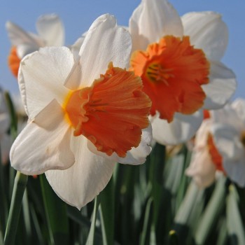 Bulbi narcise Chromacolor - Pachet 3 bucăți, FLOR MARI