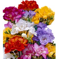 Bulbi frezii duble mix - Pachet 10 bucăți Bulbi frezii duble mix - Pachet 10 bucăți