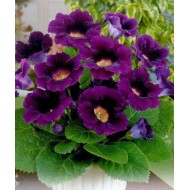 Bulbi gloxinii Violacea - 1 bucată Bulbi gloxinii Violacea - 1 bucată