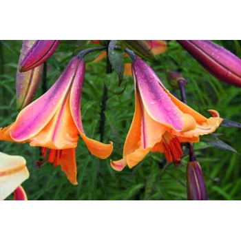 Bulbi crini African Queen - 1 bucată