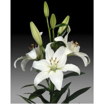 Bulbi crini Bright Diamond - 1 bucată