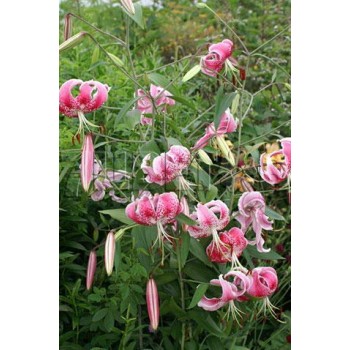 Bulbi crini speciosum Uchida  - 1 bucată Bulbi crini speciosum Uchida  - 1 bucată