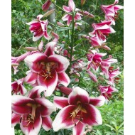 Bulbi crini Friso - 1 bucată Bulbi crini Friso - 1 bucată