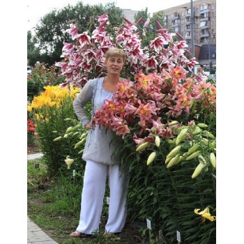 Bulbi crini Friso - 1 bucată