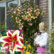 Bulbi crini Lavon - 1 bucată