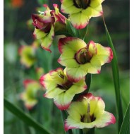 Bulbi gladiole Flevo Laguna ® - Pachet 5 bucăți, bulbi MARI! Bulbi gladiole Flevo Laguna ® - Pachet 5 bucăți, bulbi MARI!