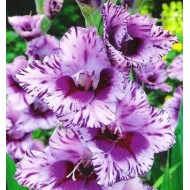 Bulbi gladiole Passos - Pachet 5 bucăți, bulbi MARI Bulbi gladiole Passos - Pachet 5 bucăți, bulbi MARI