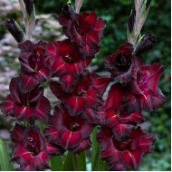 Bulbi gladiole Black Surprise - Pachet 5 bucăți, bulbi MARI! Bulbi gladiole Black Surprise - Pachet 5 bucăți, bulbi MARI!