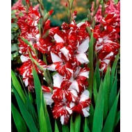 Bulbi gladiole Zizanie - Pachet 5 bucăți, bulbi MARI